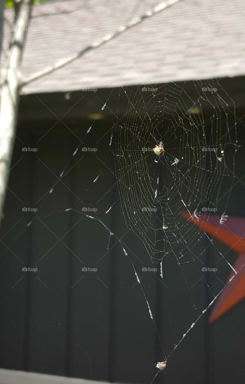 Spider web