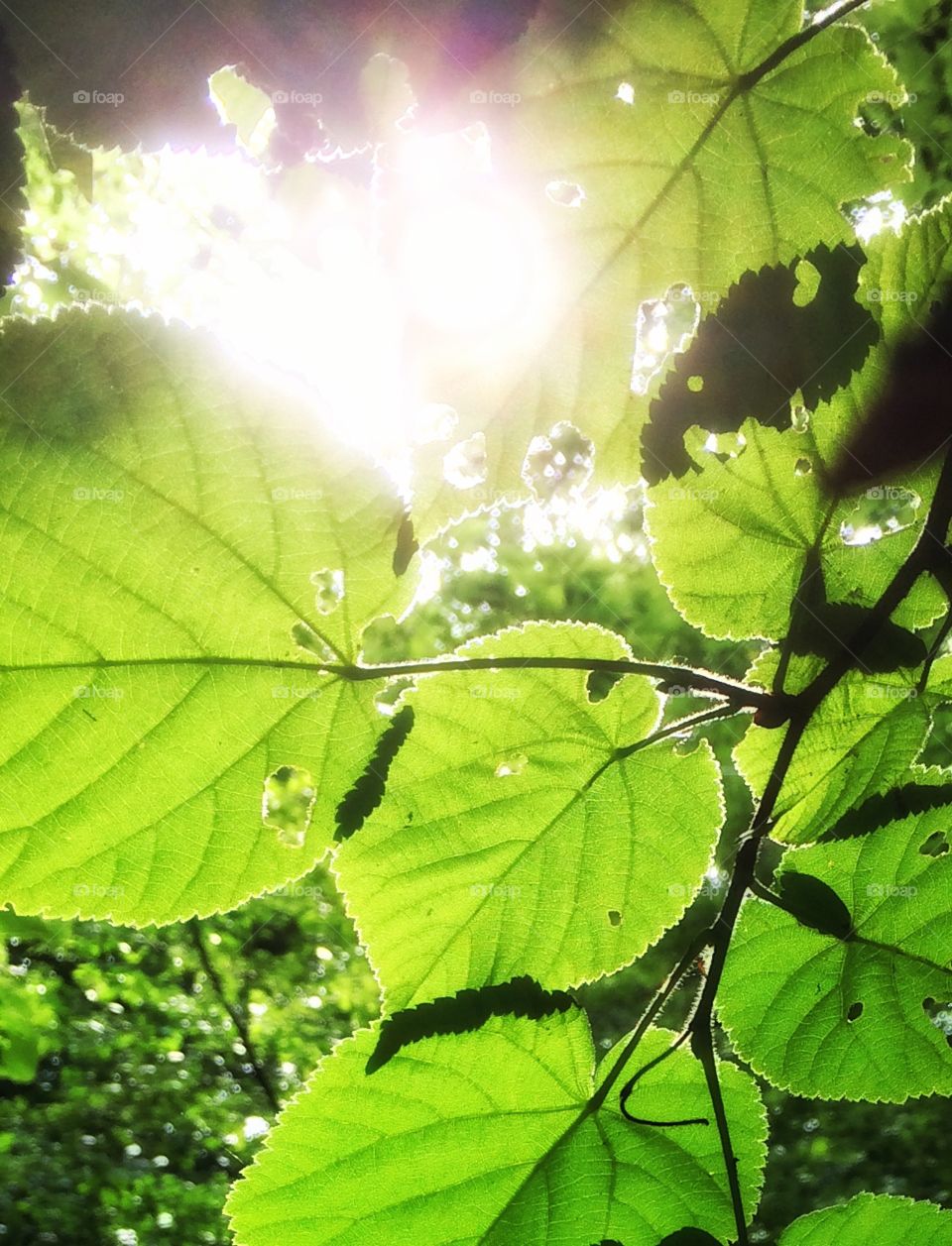 Sun in green trees