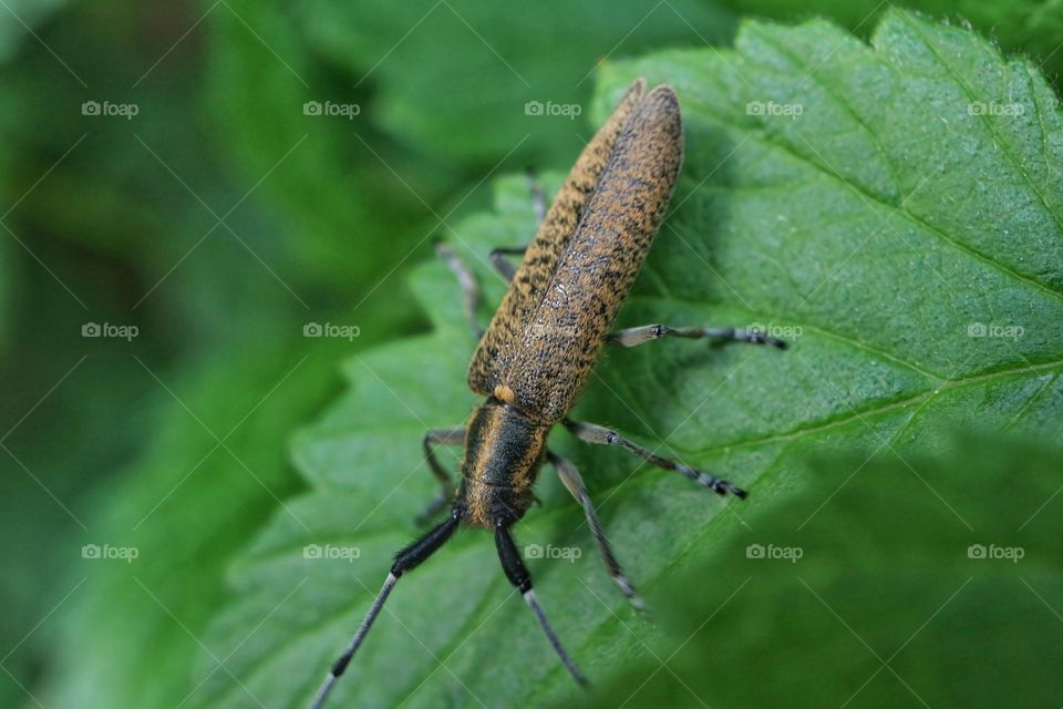 Agapanthia villosoviridescens