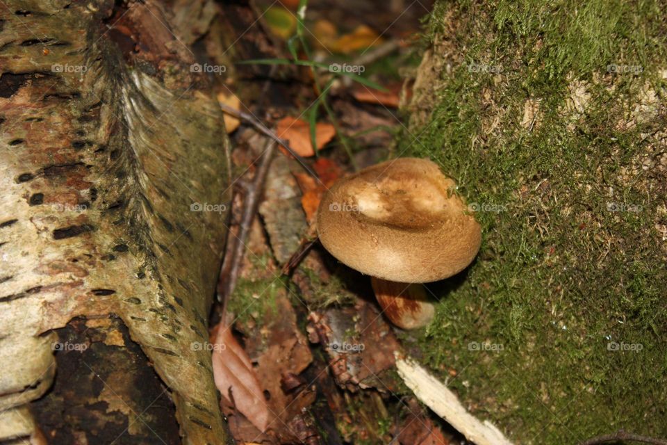 Mushroom 