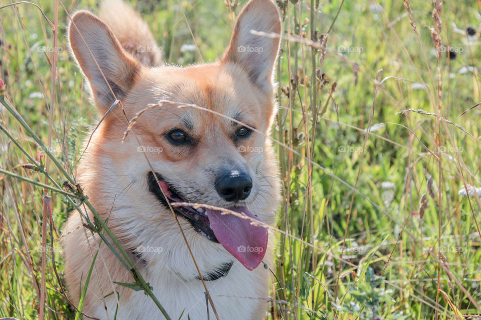 breed corgi dog walks on nature