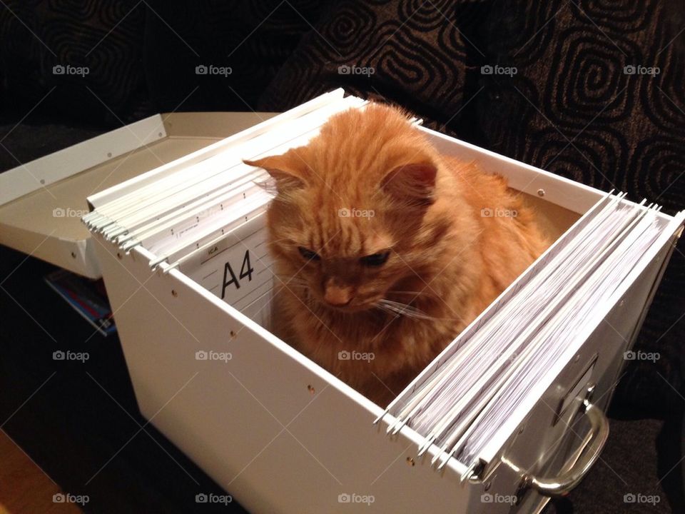 A cat in a registerbox