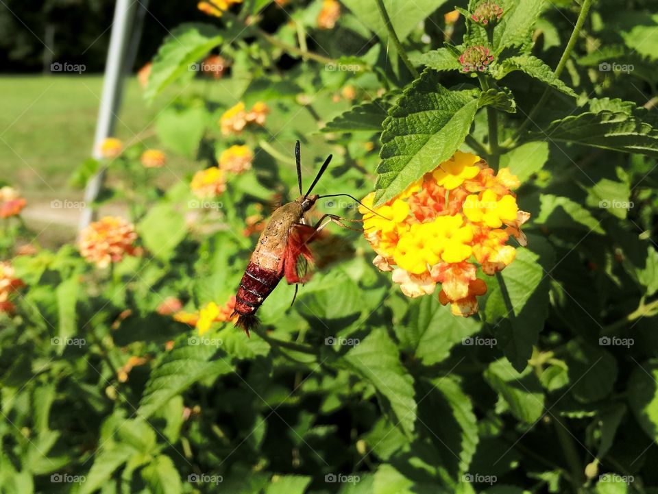 Hummingbird Moth