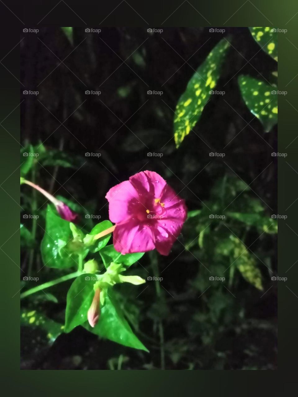 Some flowers game goosebumps ♥️