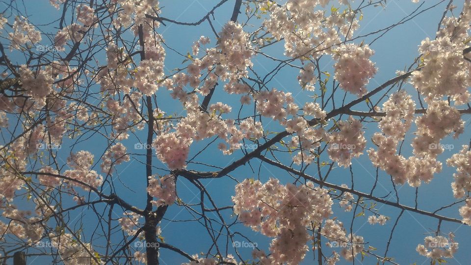 Japanese cherry blossom Sakura blue sky background