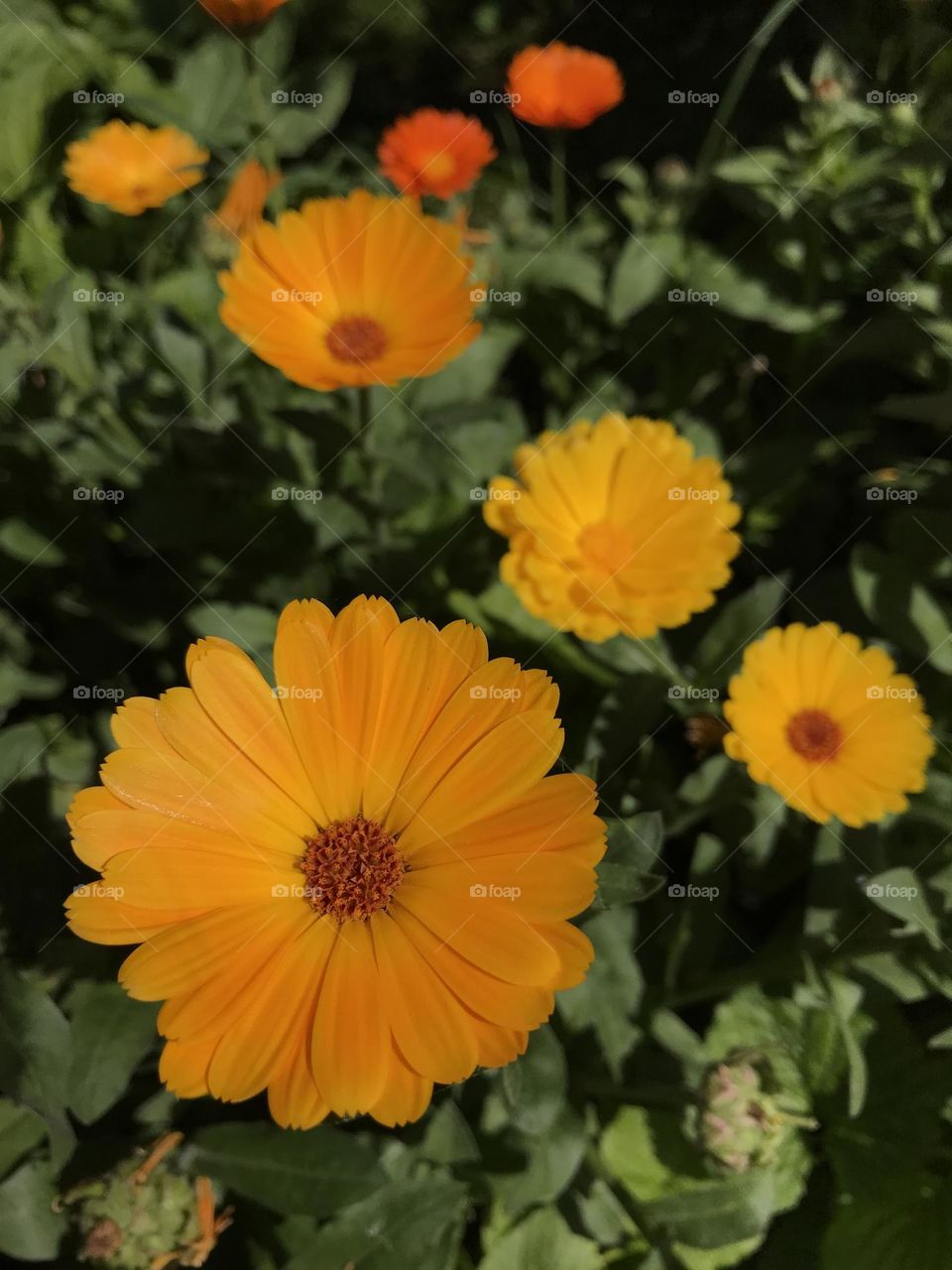 Marigold flowers, spring has sprung!