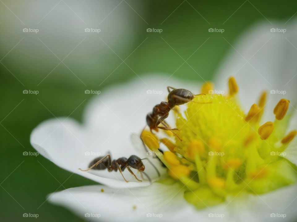 Tiny ants on strawberry blossom