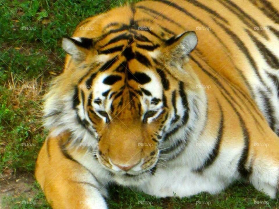 Tiger Up-Close