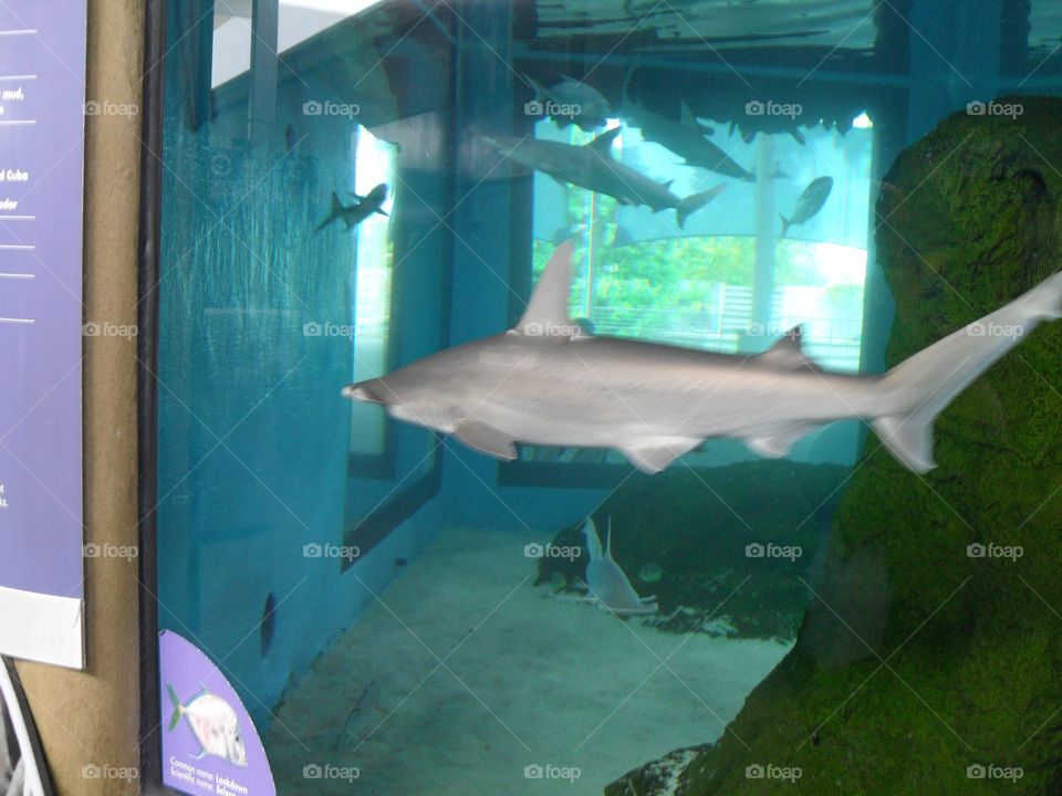Shark in an aquarium