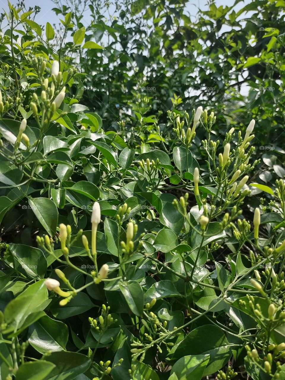 Jasmine in my garden