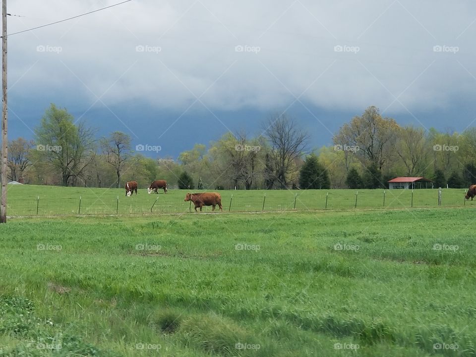 Cattle with stormy clouds in background