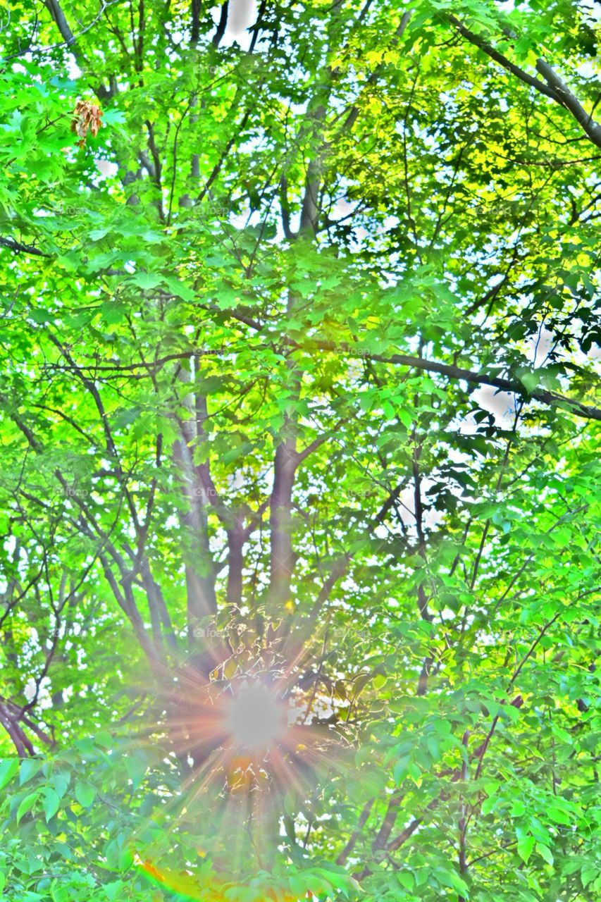 A light through the trees. Cedar, MI