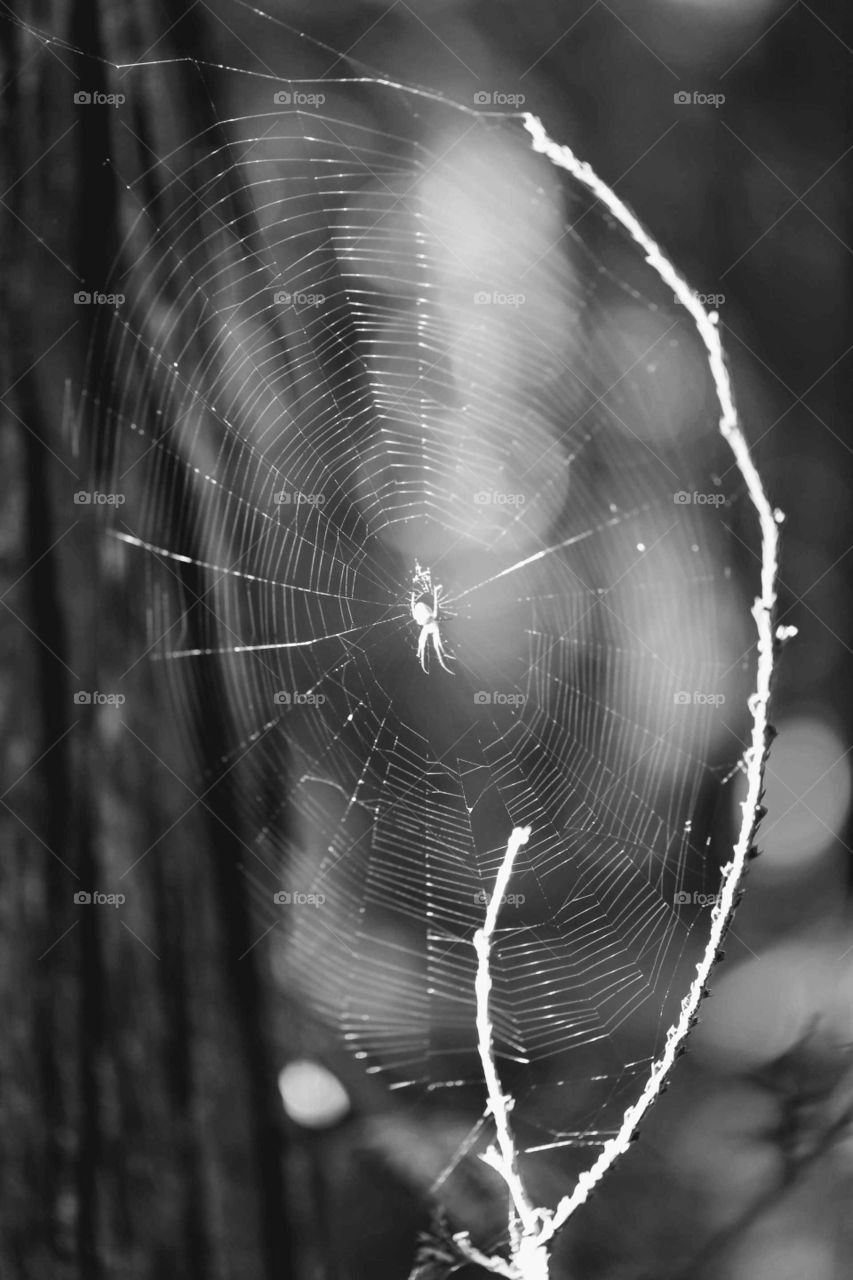 Spider Web
