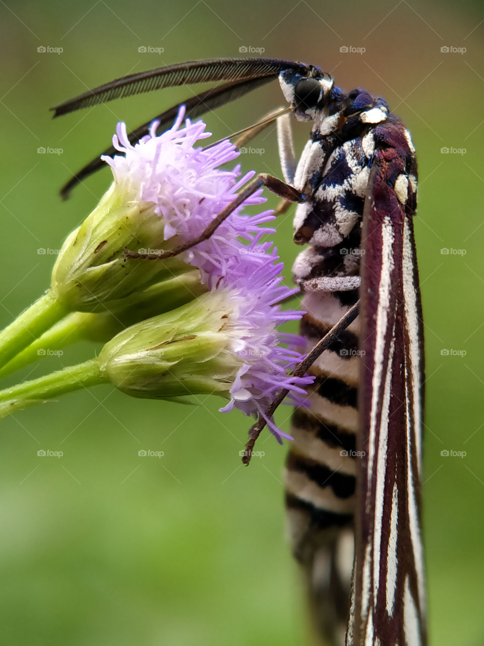 A white striped black moth is sucking on the nectar of bush flowers. This moth is pollinating the bush flower.