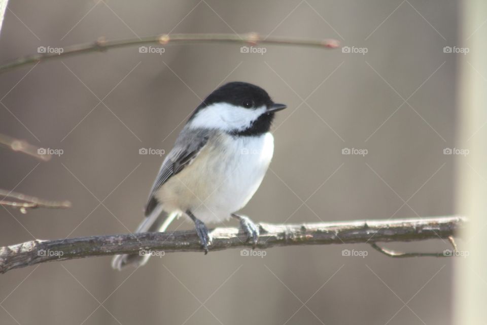Chickadee