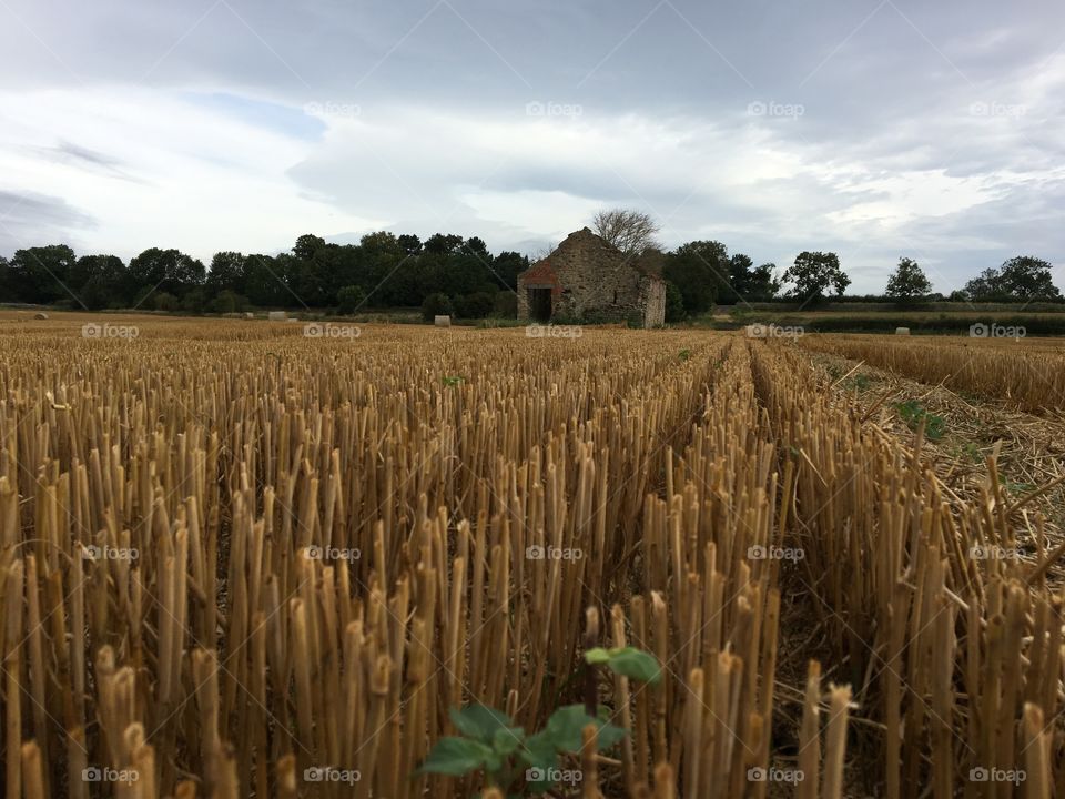 Freshly cut crop field with a ruin of a cow shed in the distance