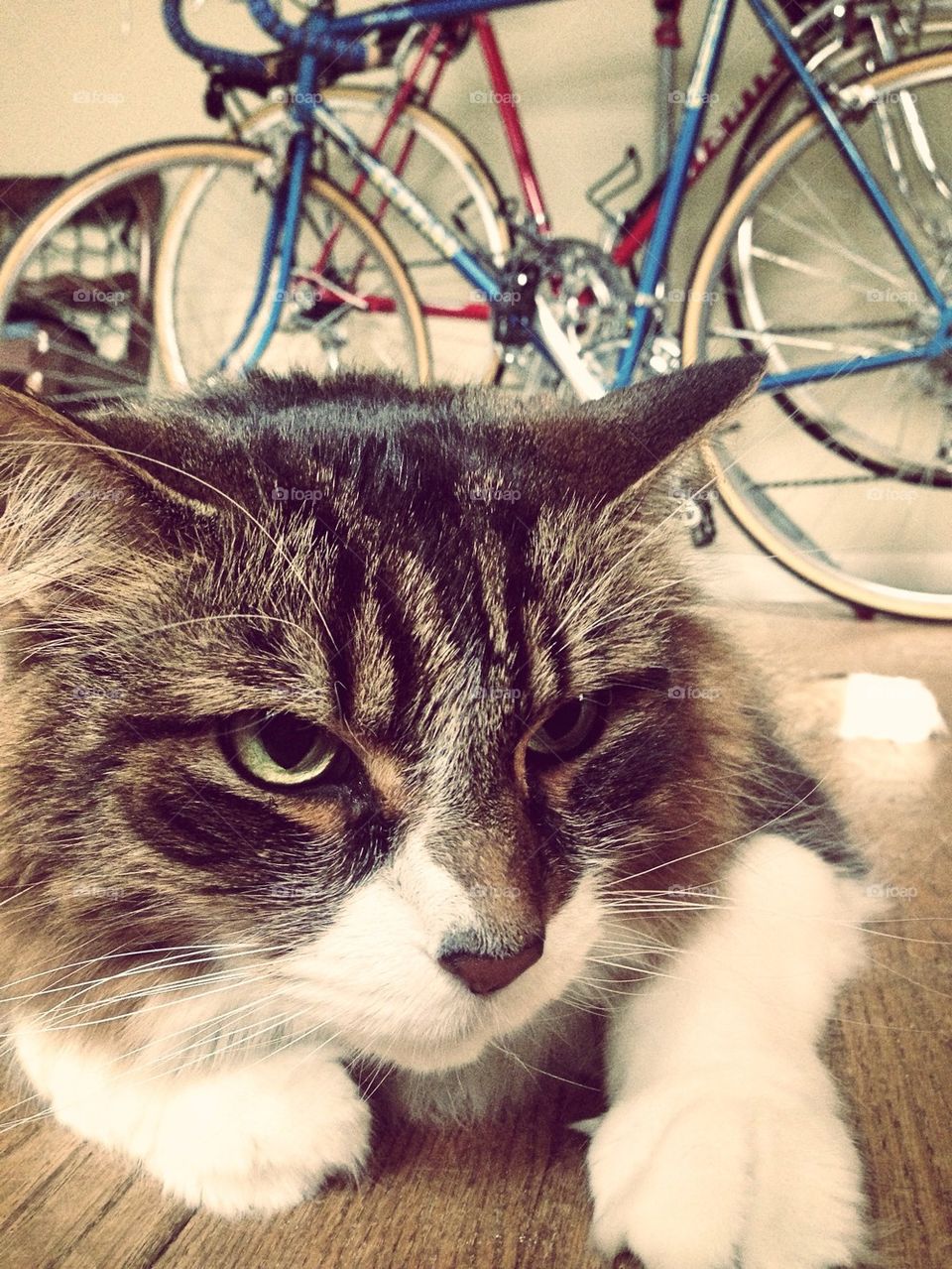 Cat and Bikes