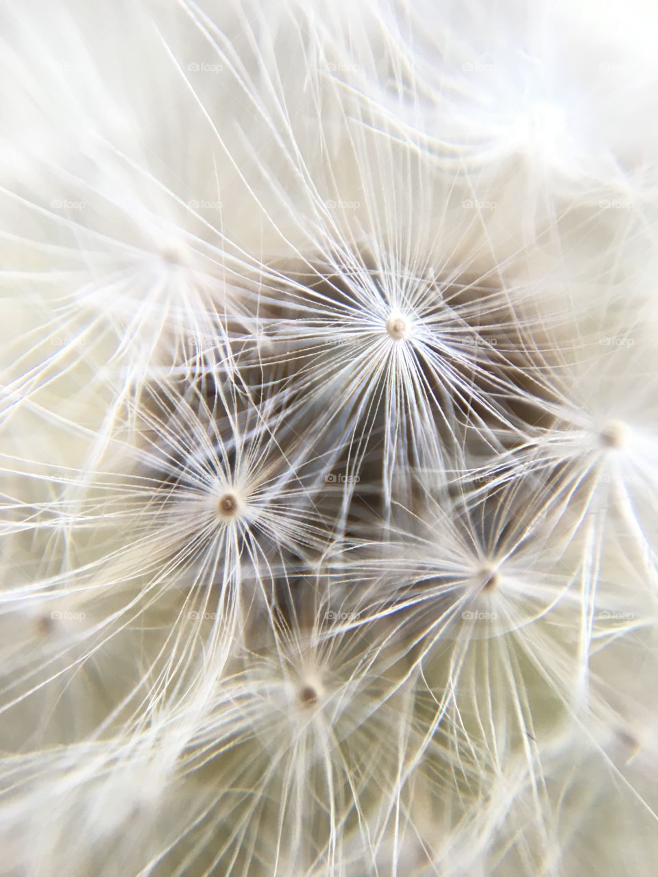 Pretty Dandelion Clock 