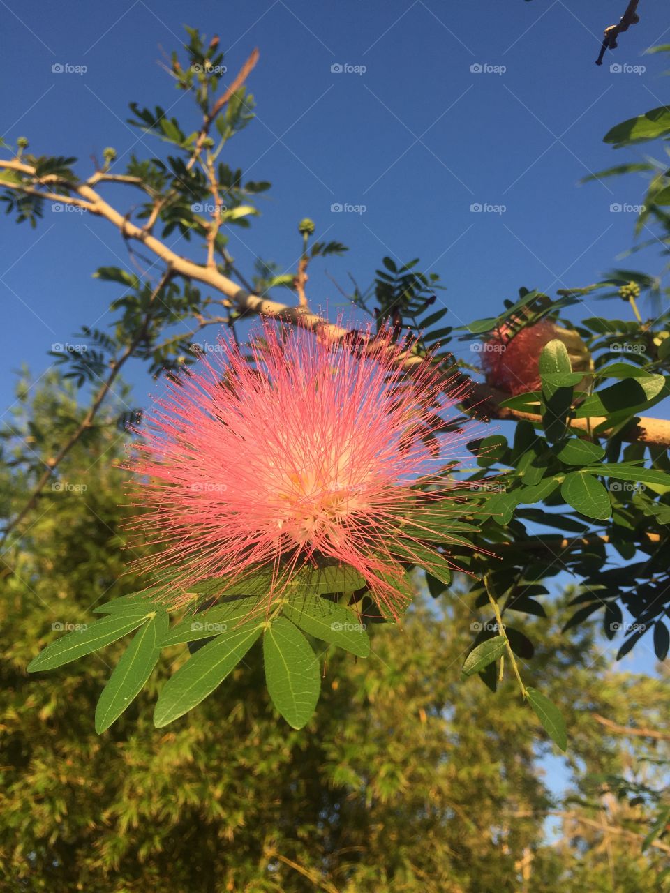 Pink powderpuff tree ‘Calliandra haematocephala’