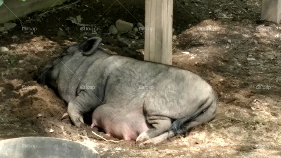 a mother pig at York Wild Kingdom in Maine