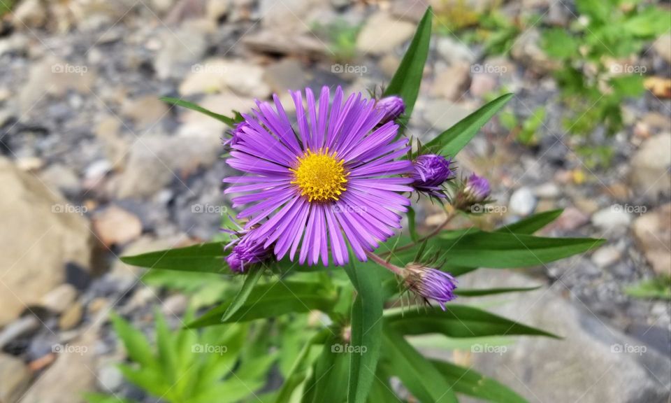 Purple Wildflower