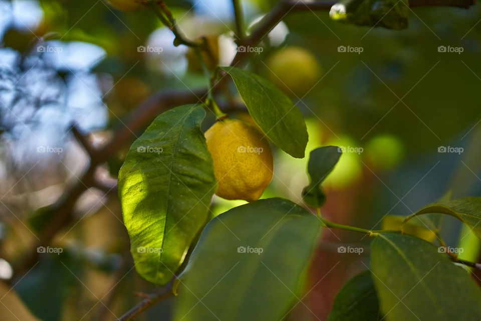 Close-up of lemons