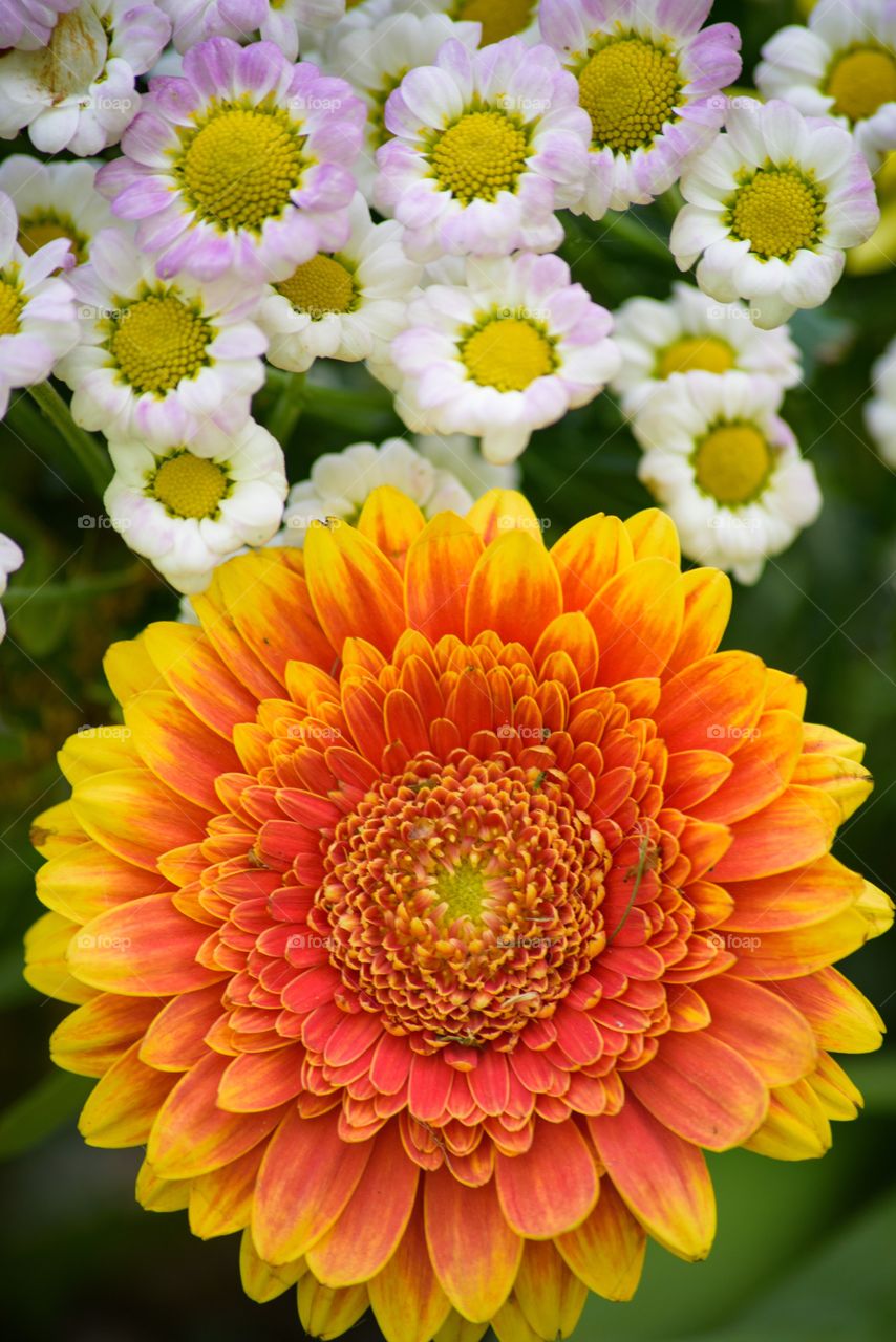 Flowers Orange Bloom Nature