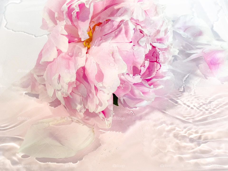 Pink flowers in water