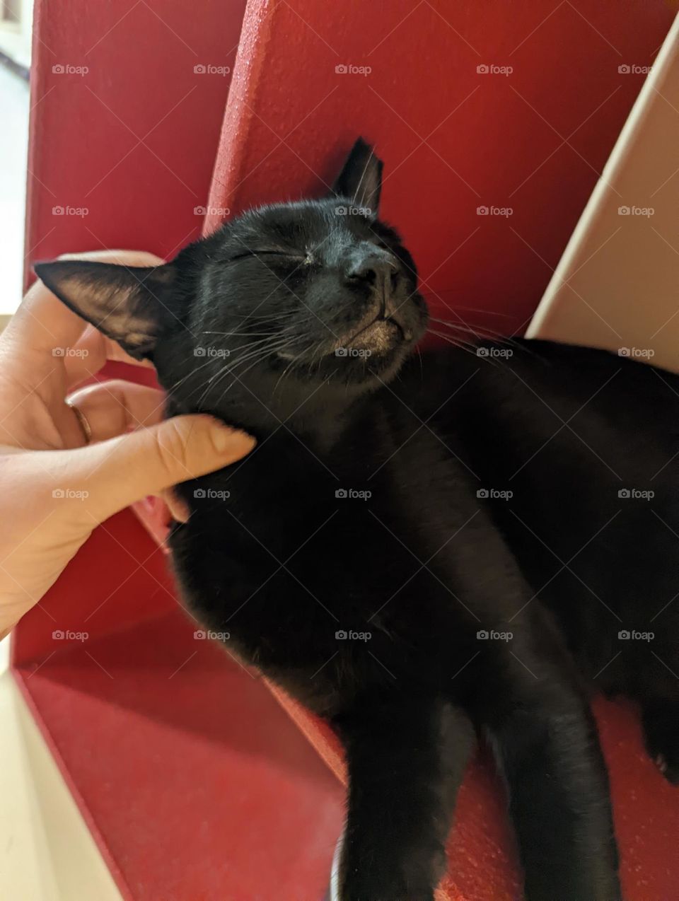 Every day is Caturday