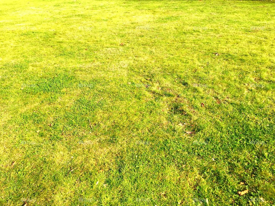 Grass, Lawn, Hayfield, Field, Lush