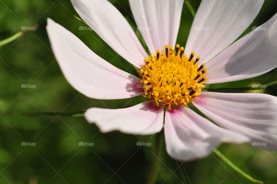 nature flower macro by berry