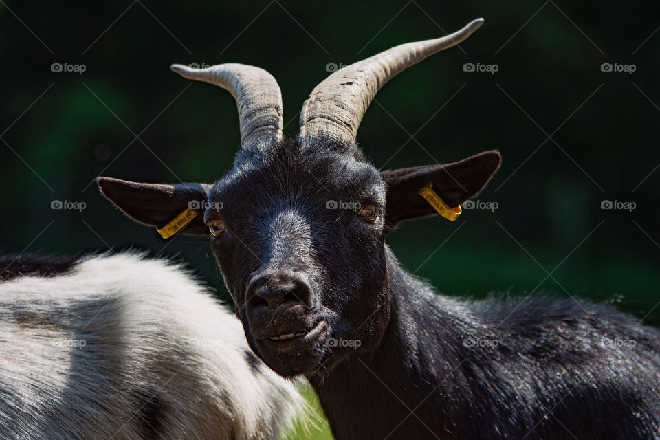 Annoyed goat