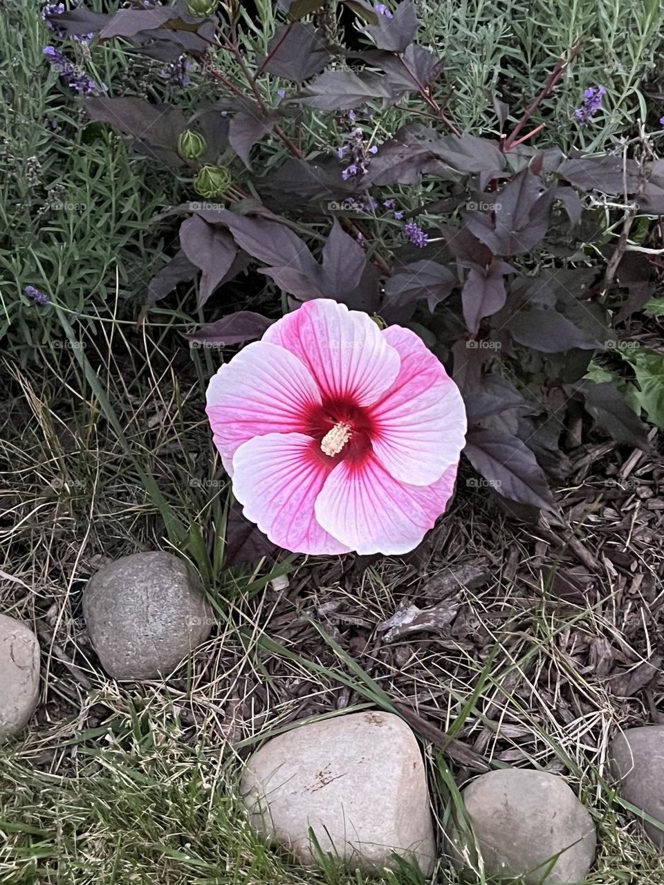 Pink hibiscus 