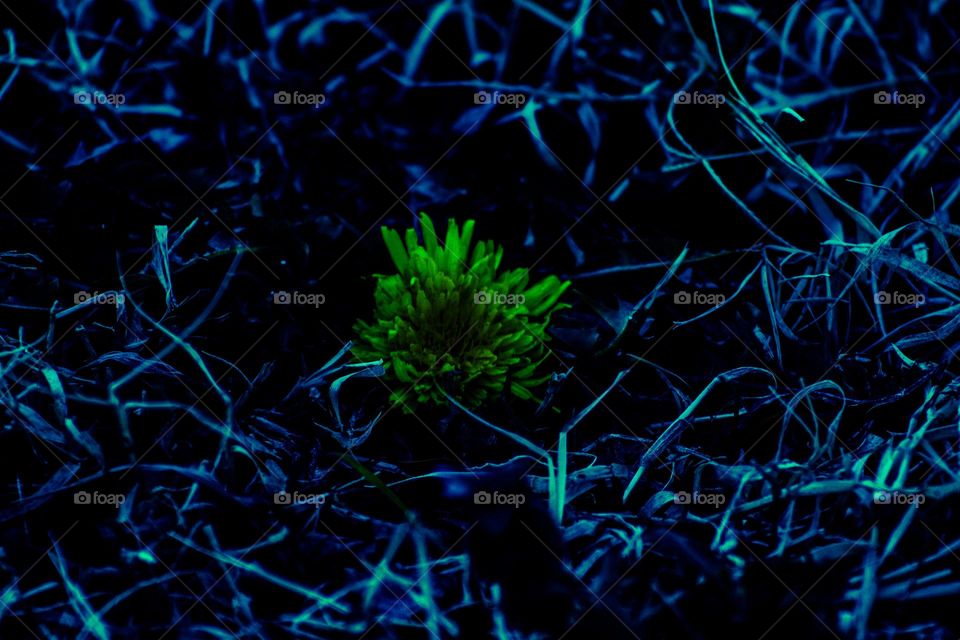 dandelion growing in a field of blue grass