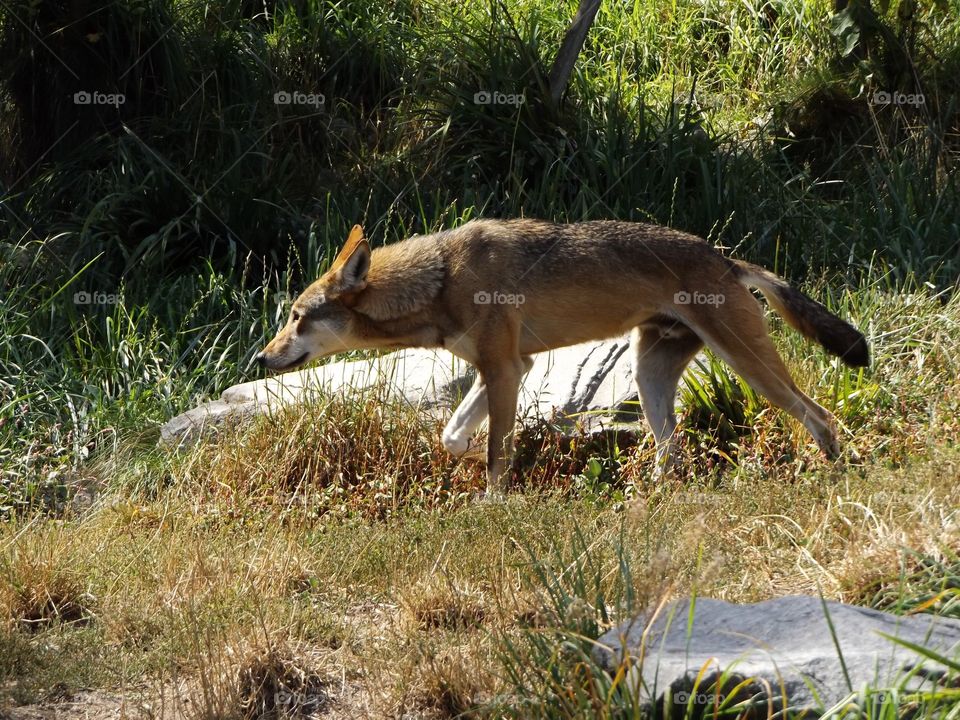 Red Wolf 