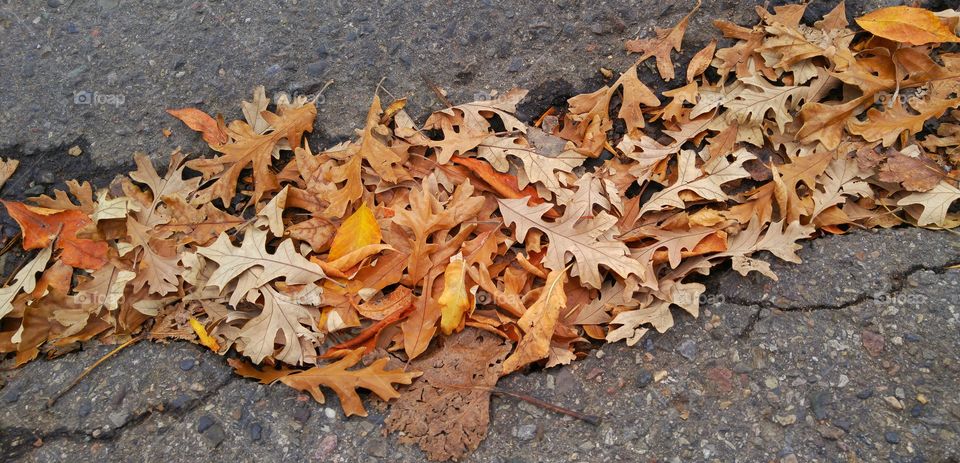 Elevated view of autumn leaves