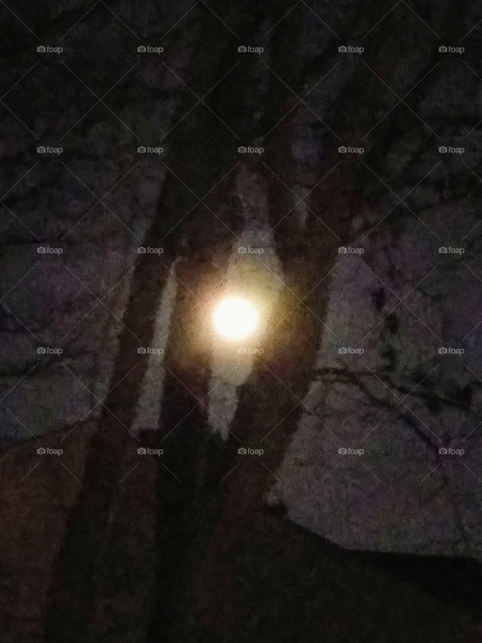 moon between two trees
