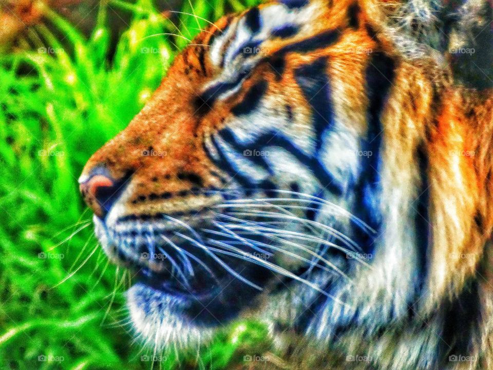Fierce Tiger. Profile Of Sumatran Tiger