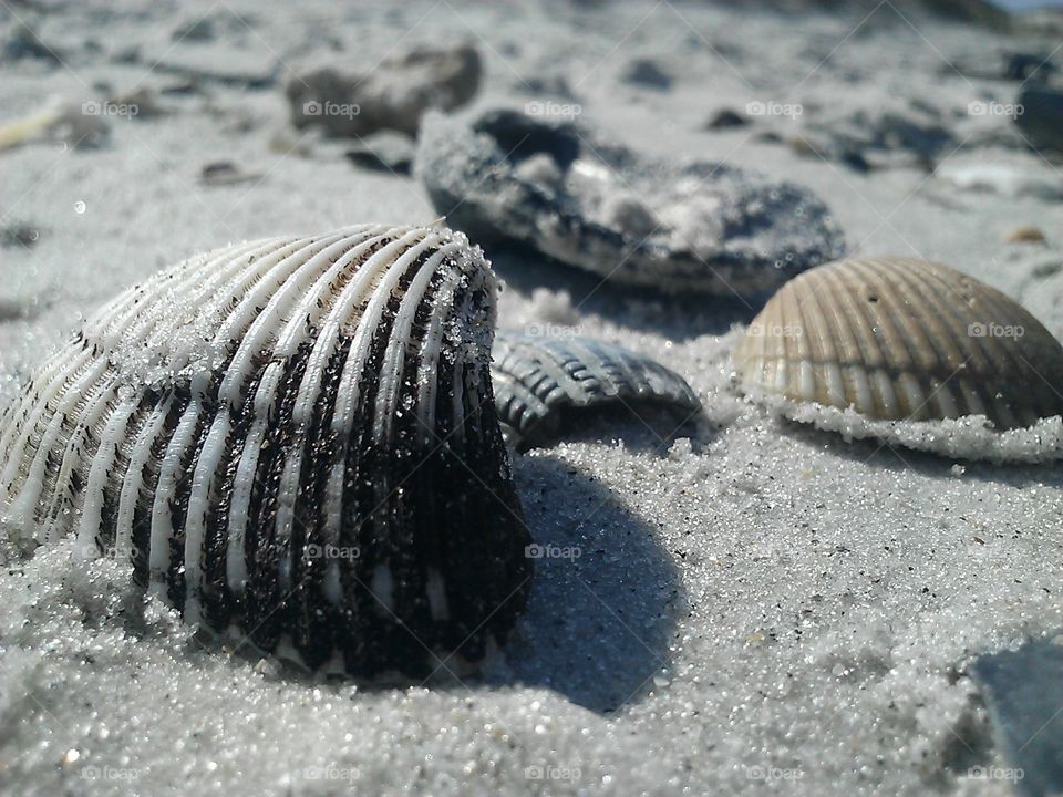 Sandy shells