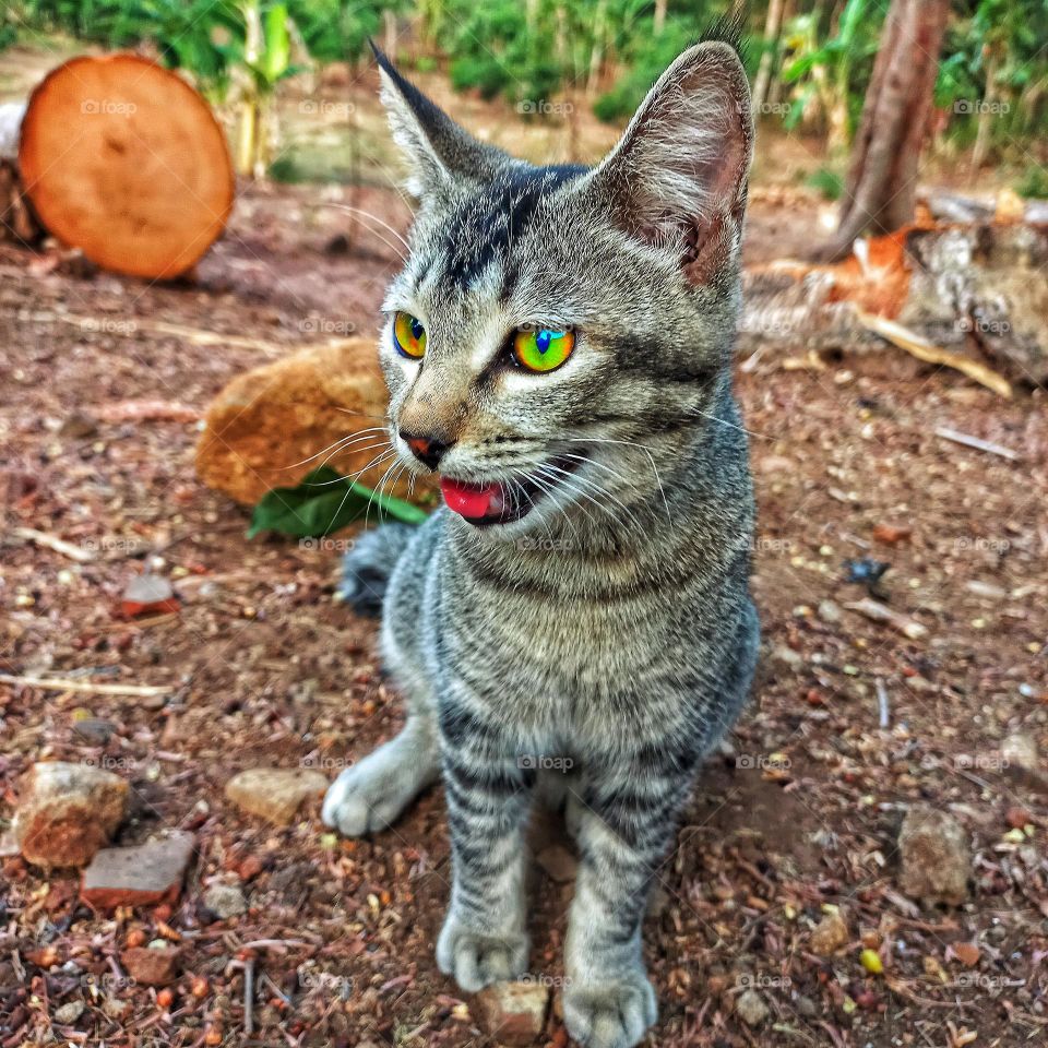 A kitten who is tired after going on an adventure