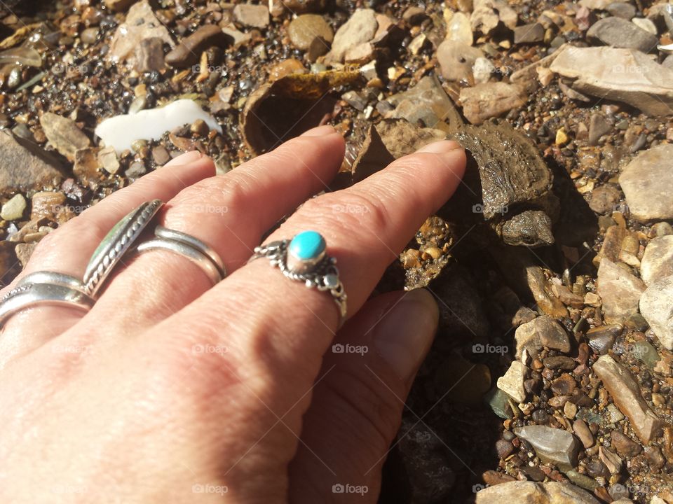 Baby Snapping Turtle