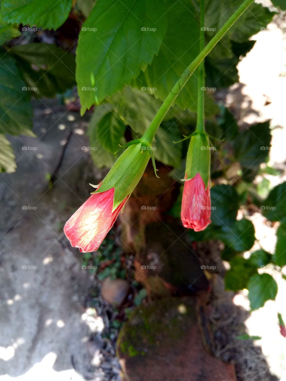 flower buds