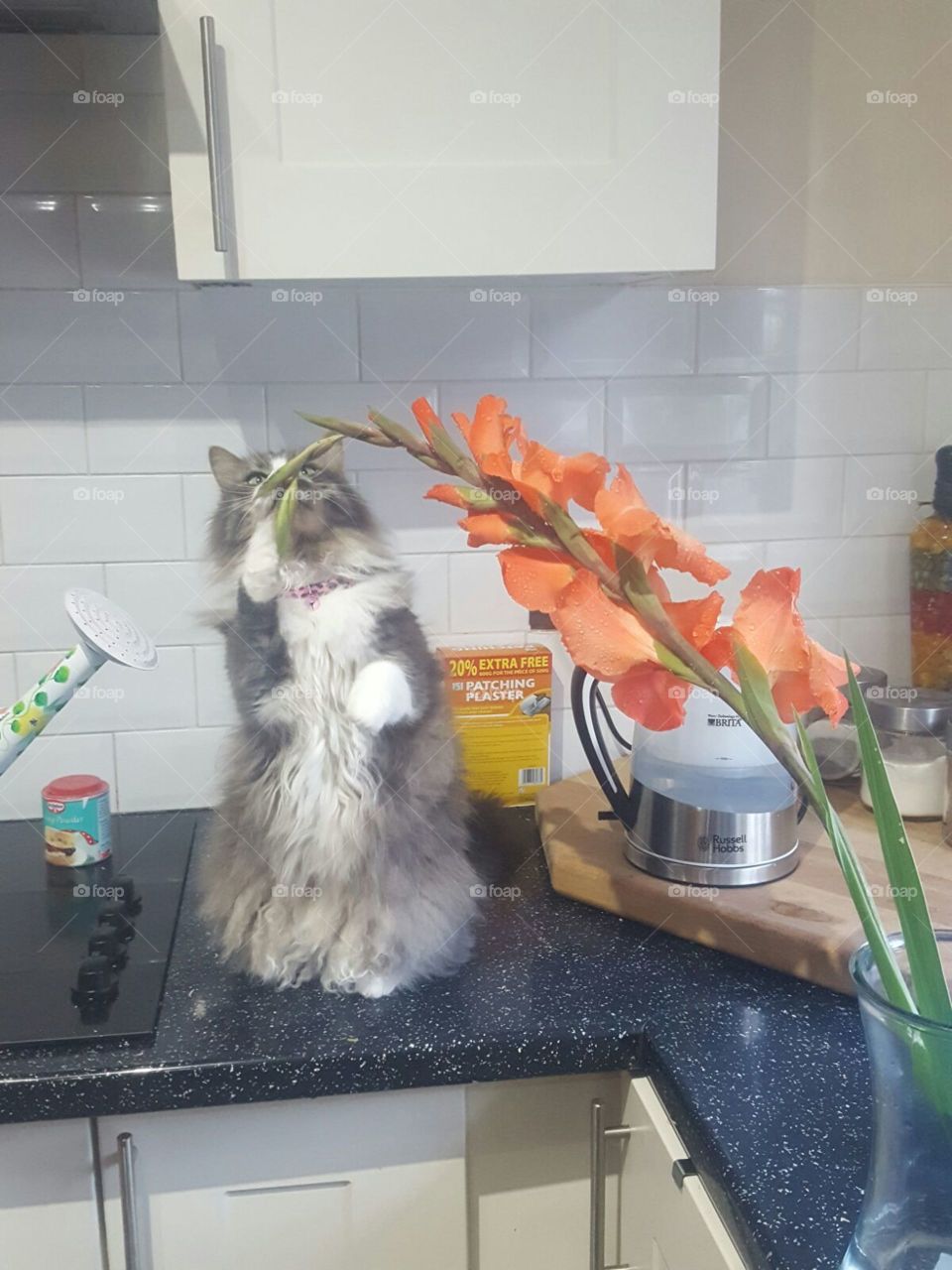 cats play with flowers