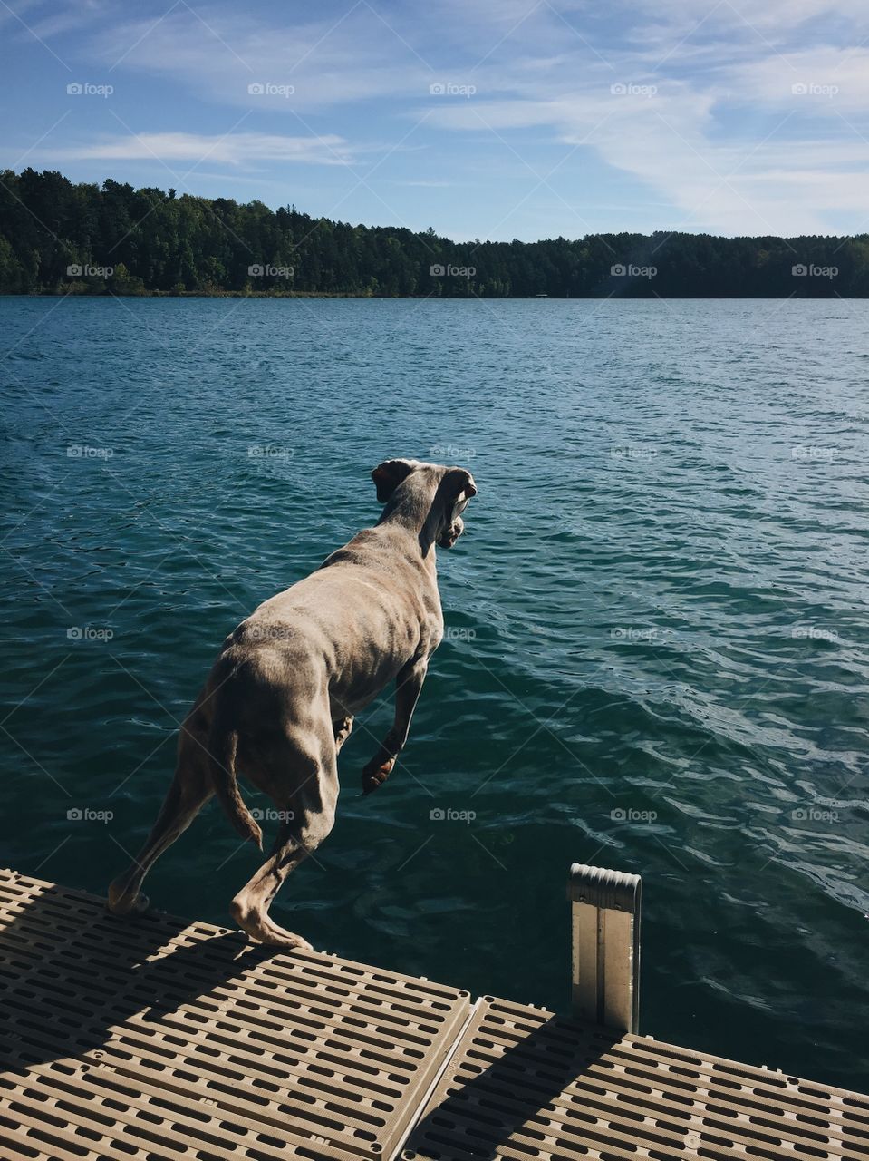 Dog jumping off dock