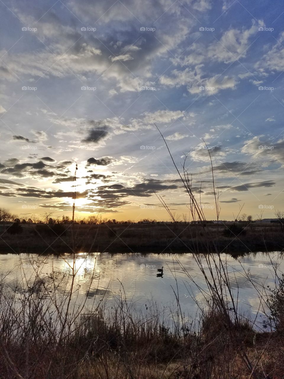 Duck swimming at sunrise in a lake in Longmont, Colorado