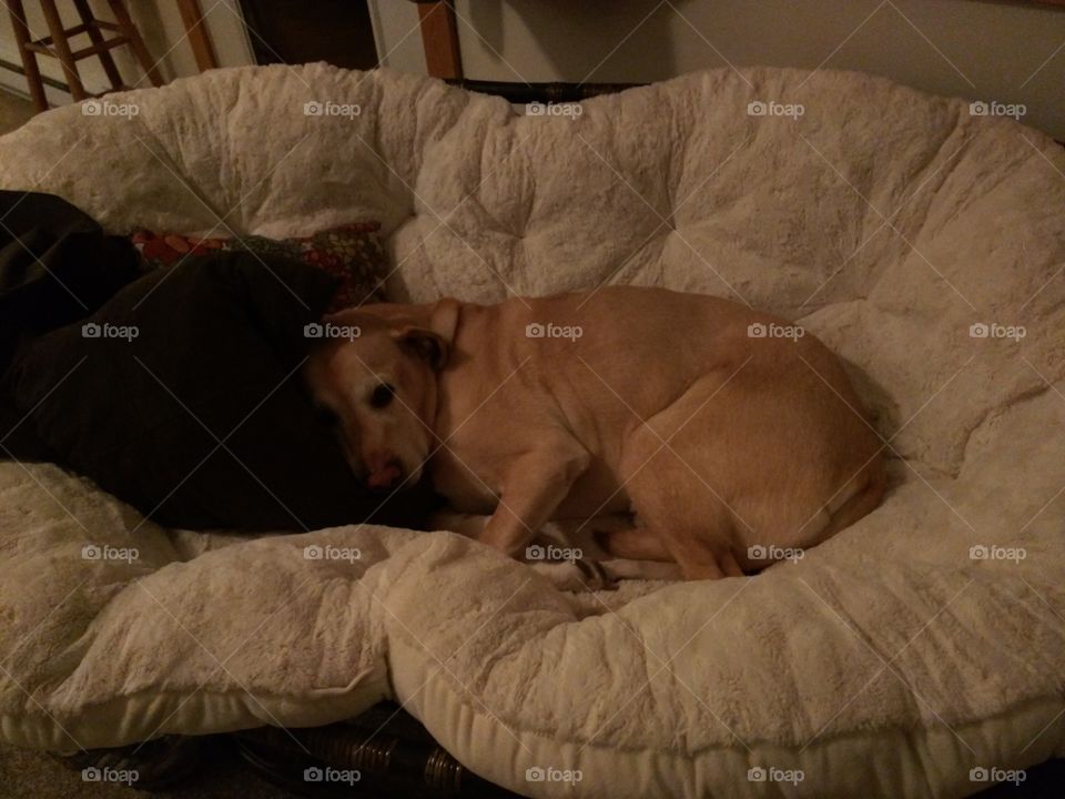 Charlie Dog caught lying on the Papasan