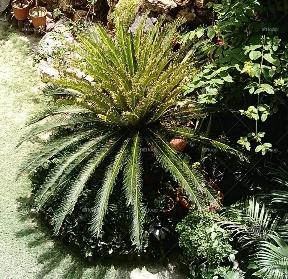Garden Plant