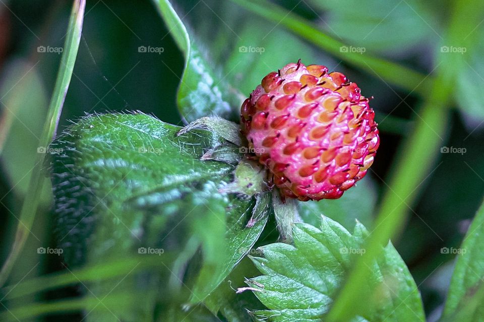 Wild strawberries