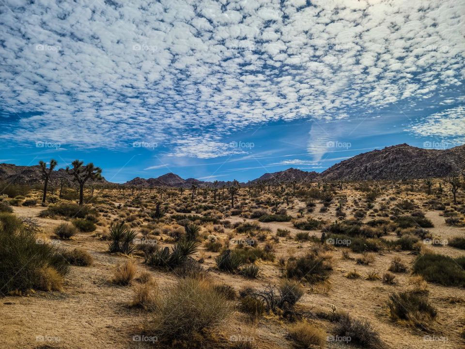 Beautiful landscape of Joshua Tree National Park California, blue skies with beautiful clouds and mountains with trees and desert plants