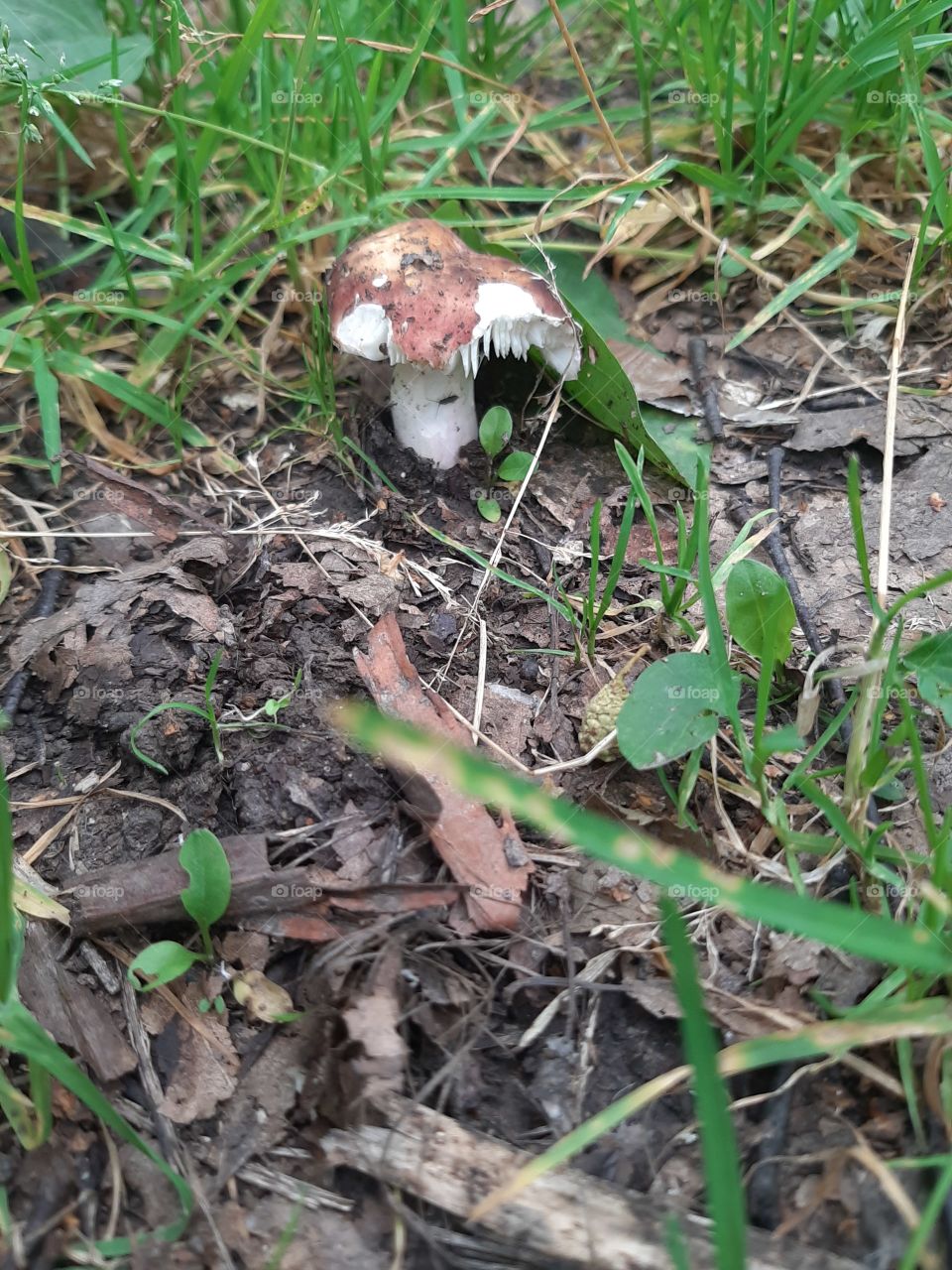 Для   улиток   еда  -  грибы!